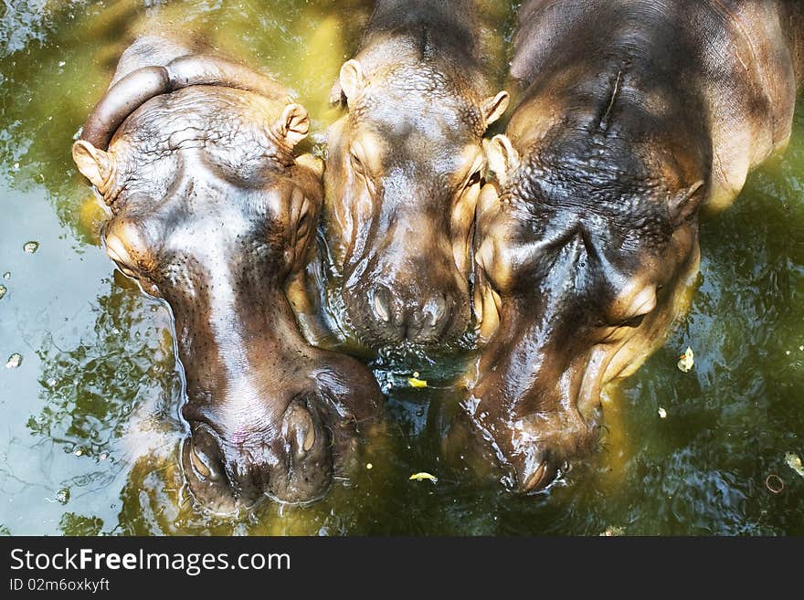 Mammals? But is cute family. I find that zoo Thailand. Mammals? But is cute family. I find that zoo Thailand.