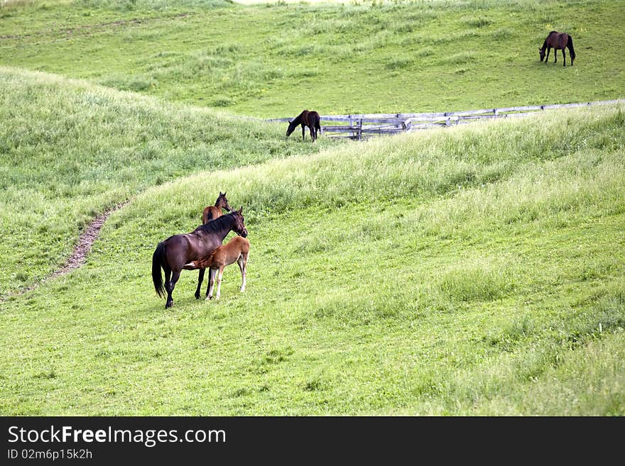 Horse Feeding Baby