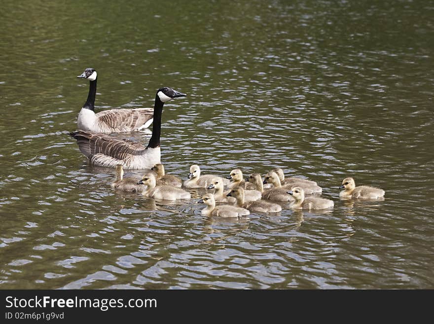 Geese S Family