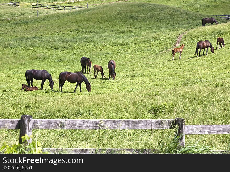 Horses and babies in the field