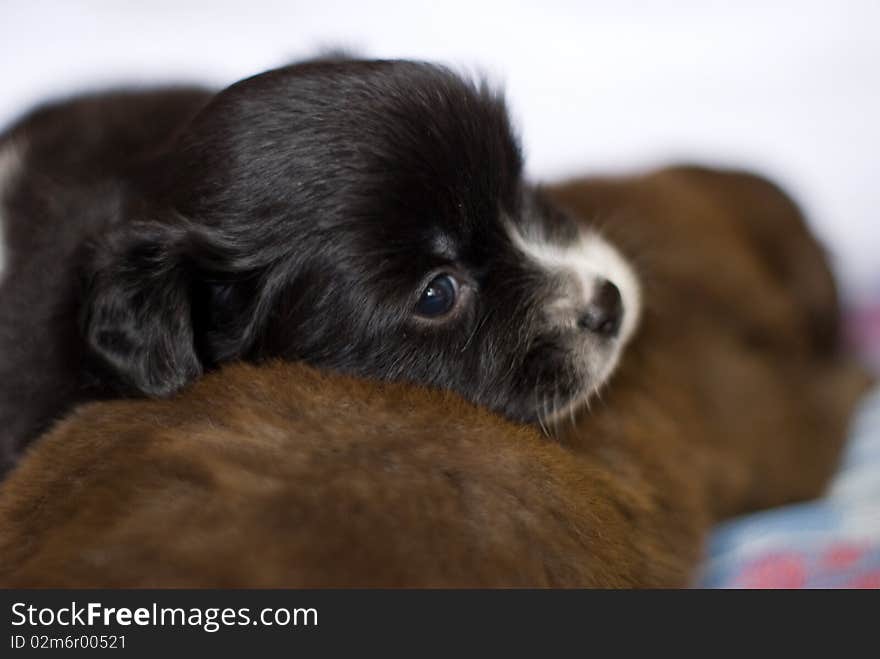 Black Dog mammal lying in the other mammal