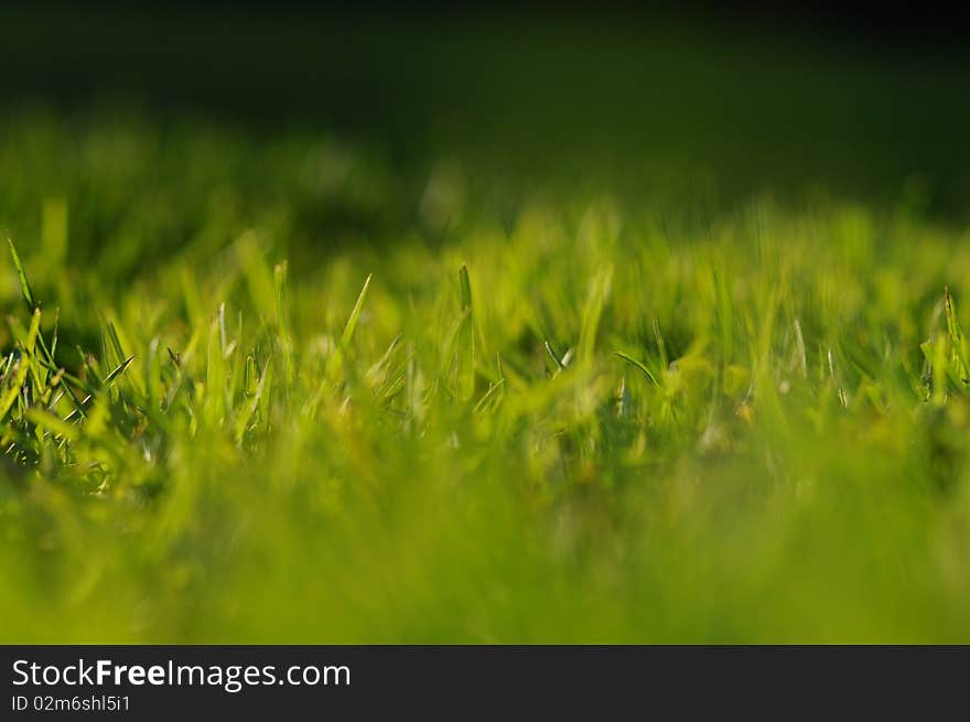 Fresh clean green grass with taken with a shallow depth of field lens