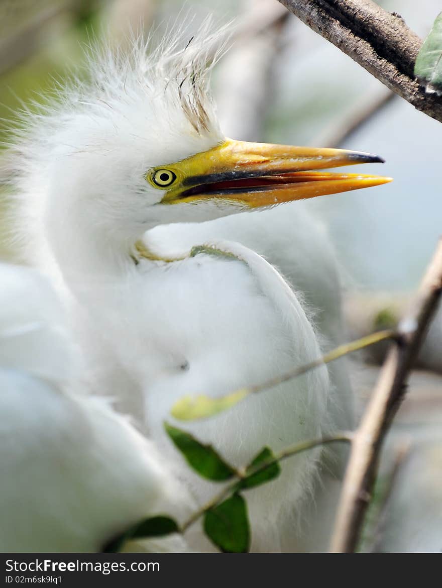 Juvenile Egret