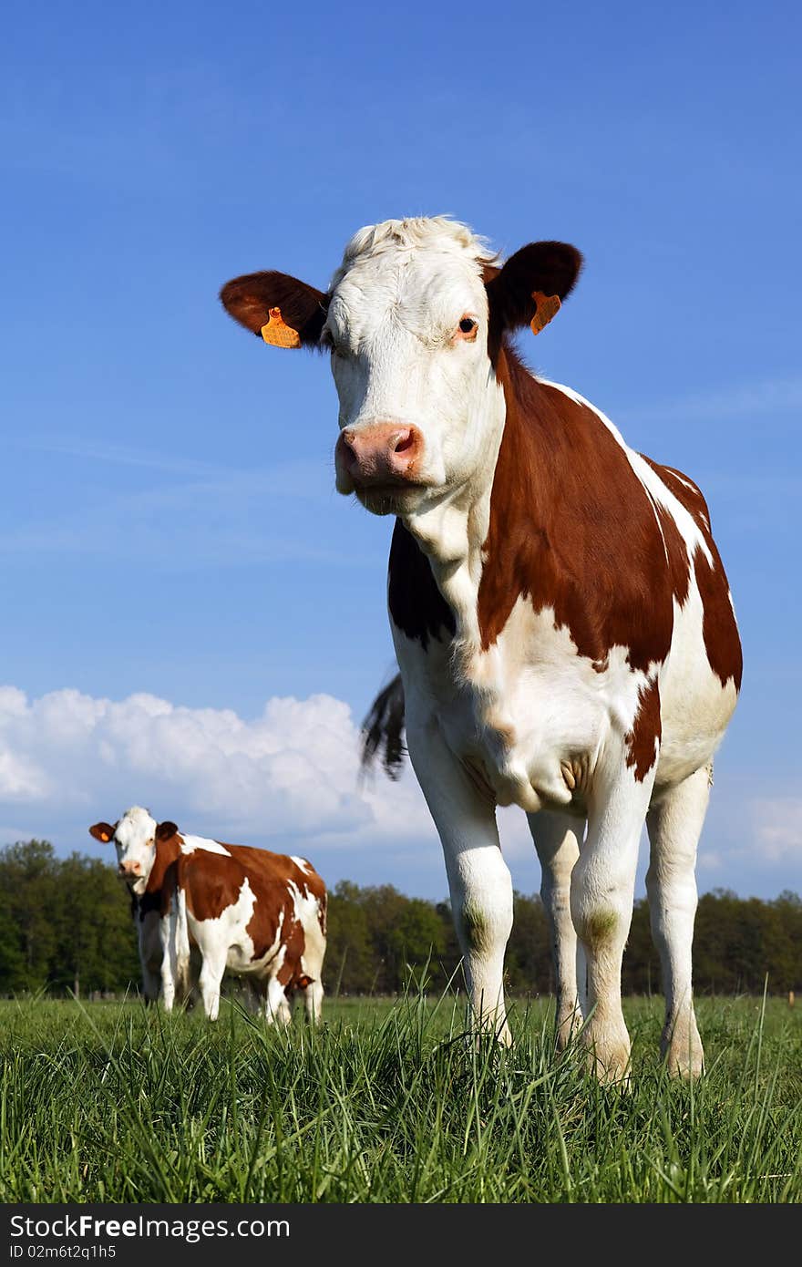 Cows in a french country with blue sky