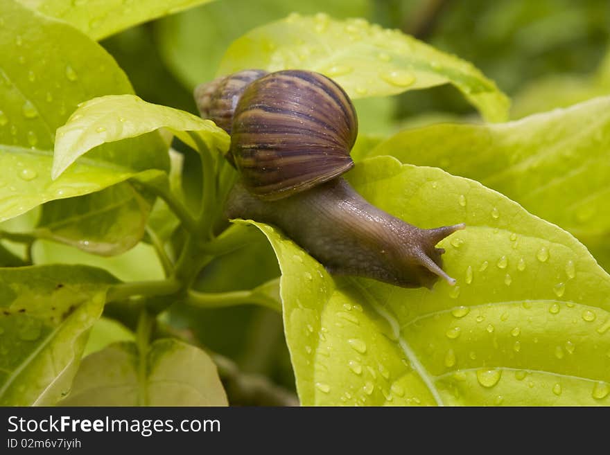 A close up of the snail on leaf