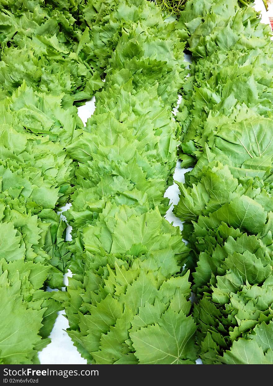 Fresh vine leafs closeup, for dolma cooking