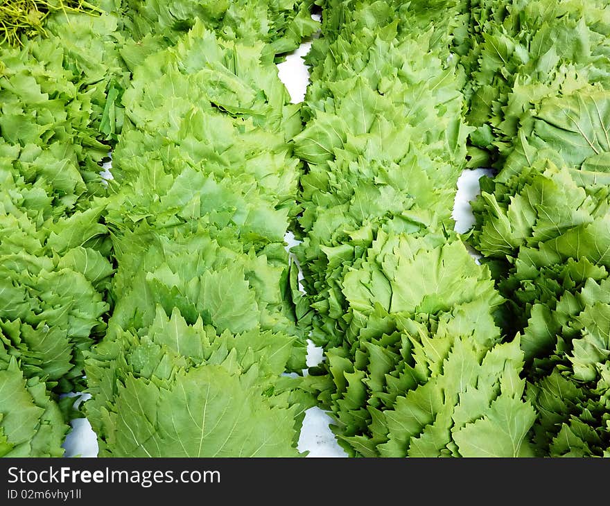 Fresh vine leafs closeup, for dolma cooking