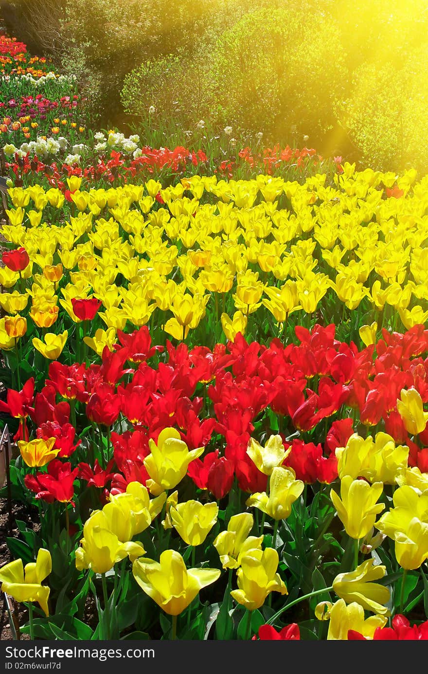 Garden of colorful tulips. Composition of nature. Garden of colorful tulips. Composition of nature.