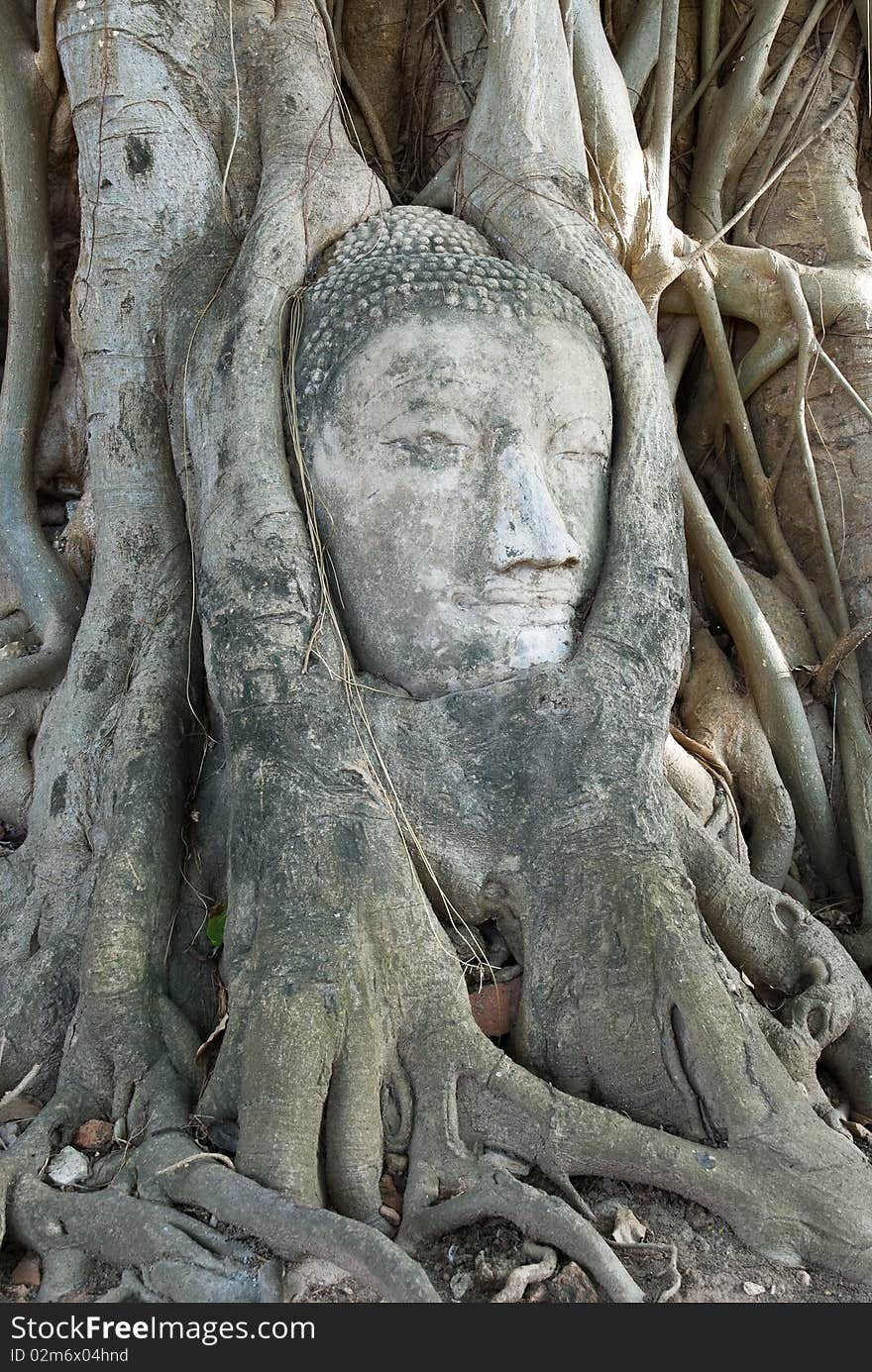 The head of the sandstone buddha image in roots of bodhi tree, Ayutthaya,Thailand. The head of the sandstone buddha image in roots of bodhi tree, Ayutthaya,Thailand