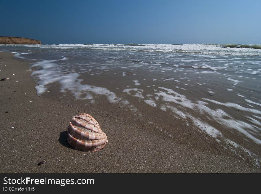 Isolated seashell on the shoreline. Isolated seashell on the shoreline