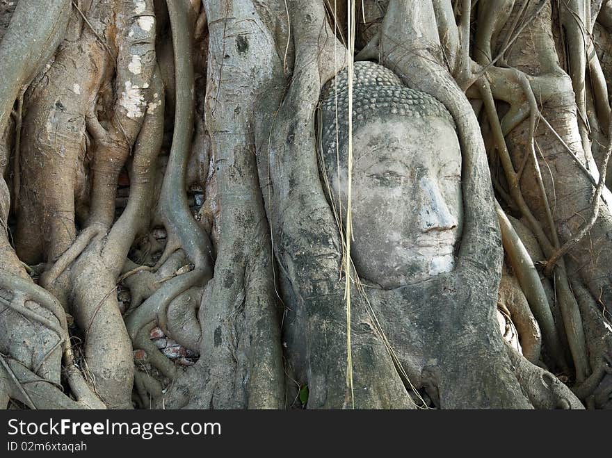 The head of the sandstone buddha image in roots of bodhi tree, Ayutthaya,Thailand. The head of the sandstone buddha image in roots of bodhi tree, Ayutthaya,Thailand