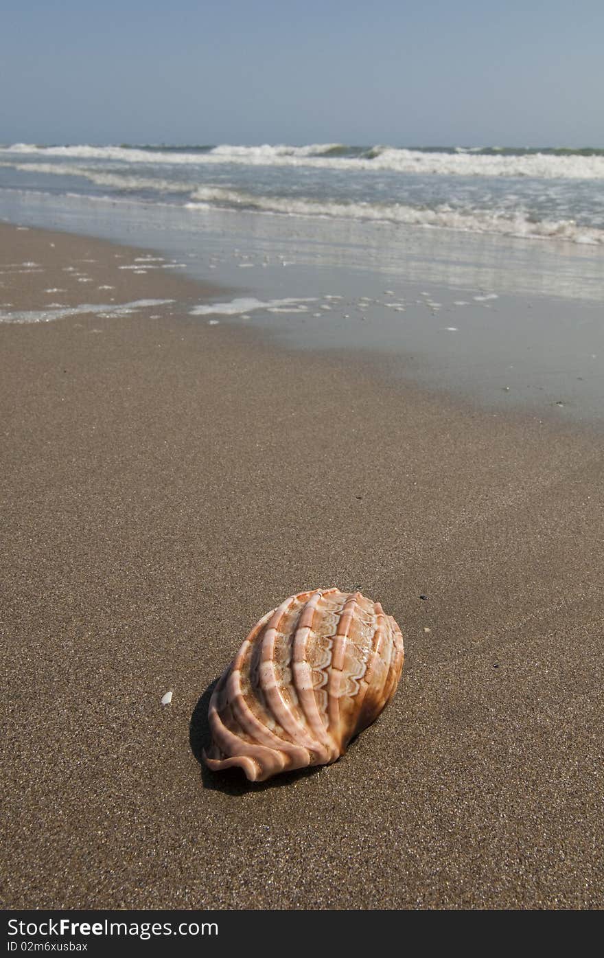 Isolated seashell on the shoreline. Isolated seashell on the shoreline