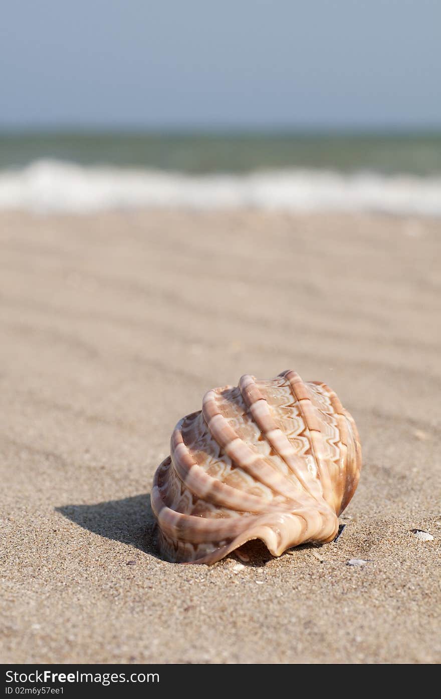 Isolated seashell on the shoreline