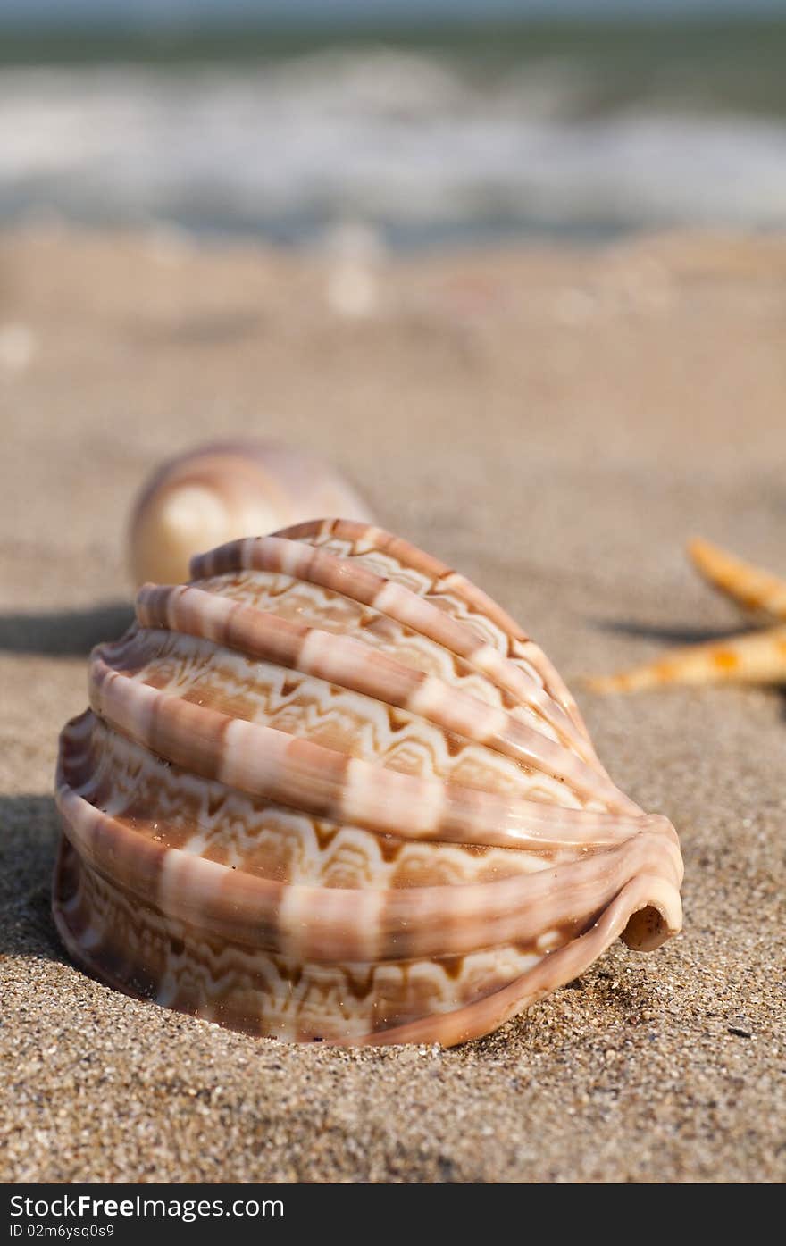 Starfish and seashells on the sunny beach. Starfish and seashells on the sunny beach