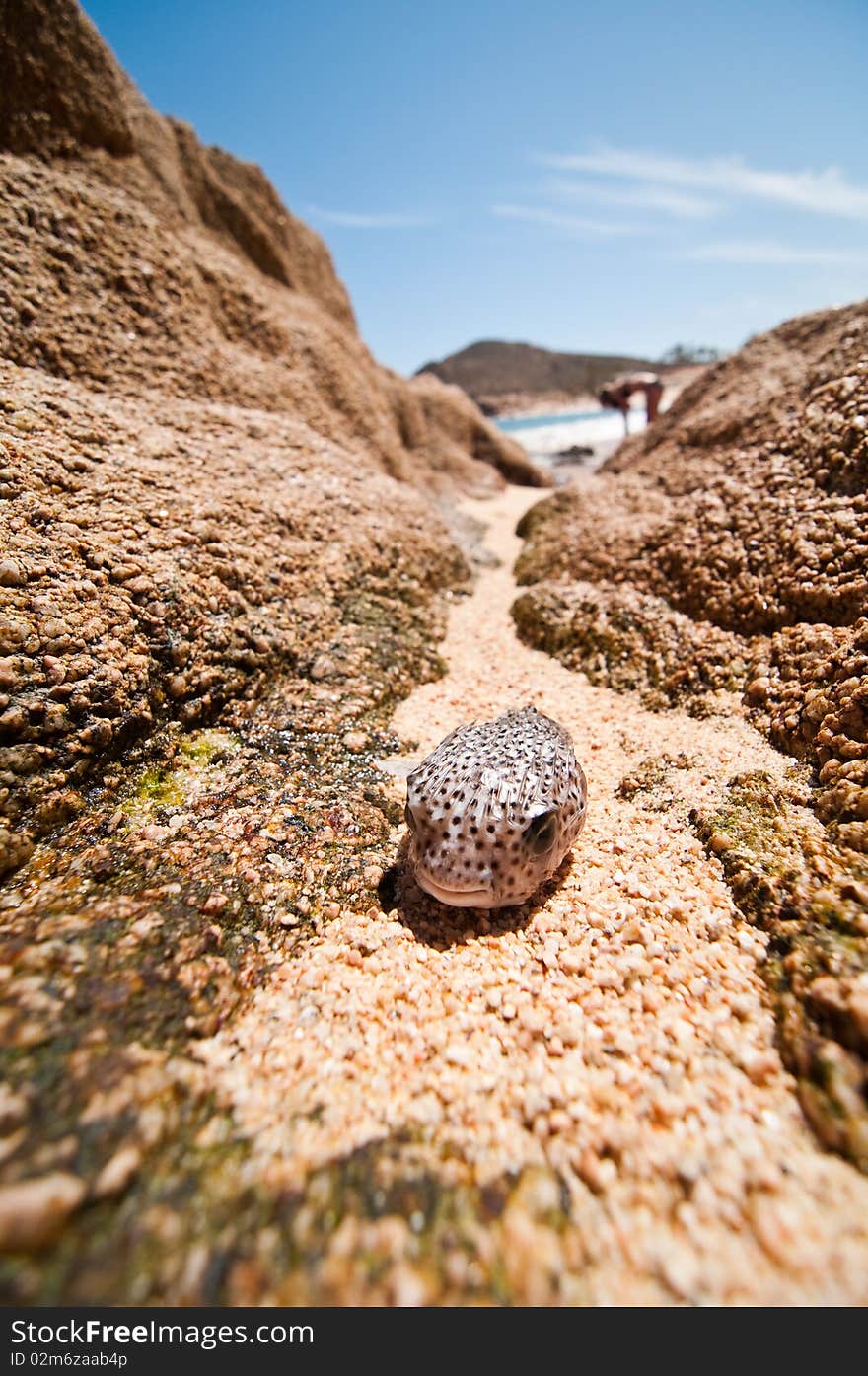 Washed up Blowfish stranded on the beach. Washed up Blowfish stranded on the beach