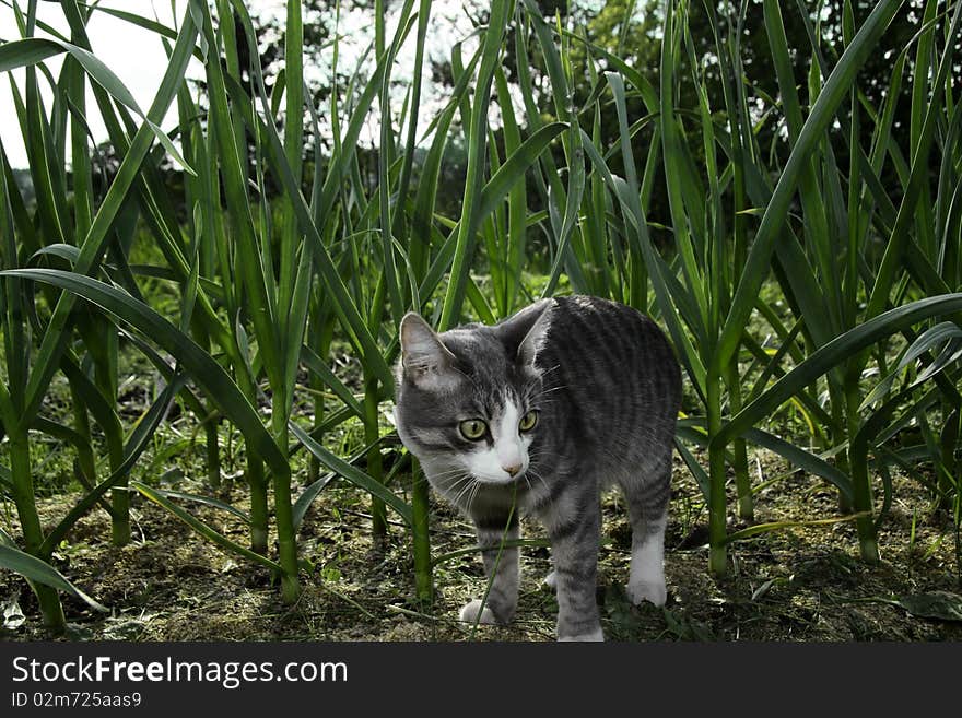 Cat in the grass