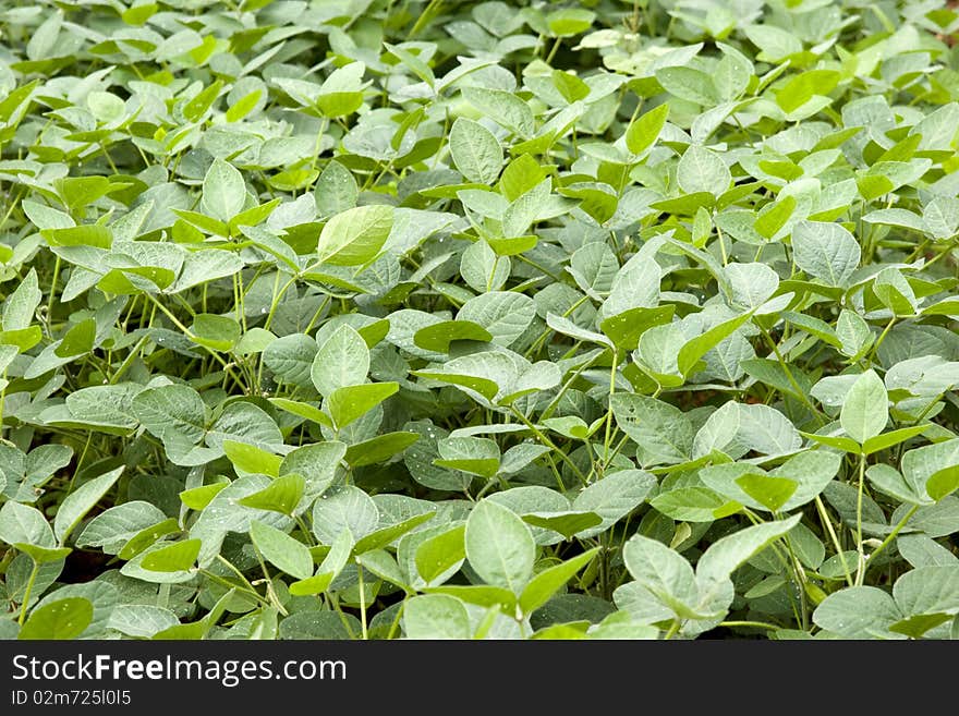 Green beans field in early summer.