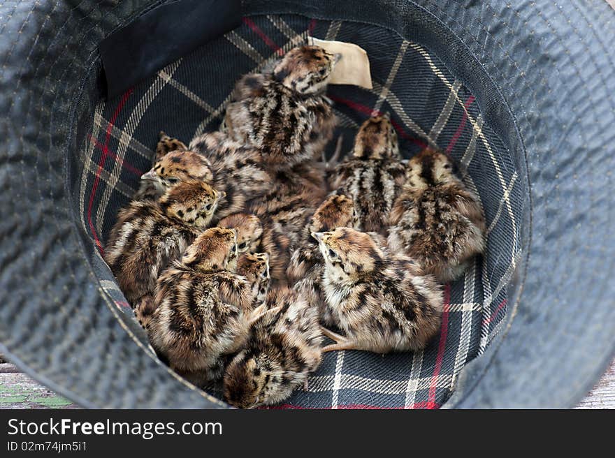 Fourteen Freshly Hatched Grey Partridge Chicks In A Gamekeepers Hat. Fourteen Freshly Hatched Grey Partridge Chicks In A Gamekeepers Hat