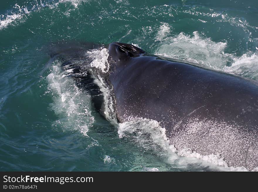 Humpback whale showing blowhole, Husavik Bay, Iceland, the North Atlantic Ocean. Humpback whale showing blowhole, Husavik Bay, Iceland, the North Atlantic Ocean