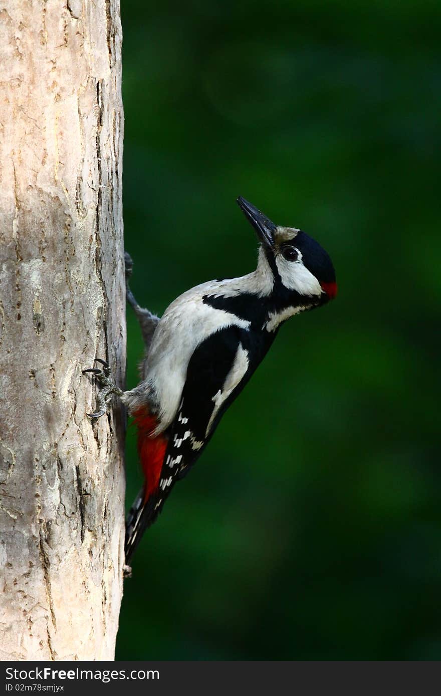 Woodpecker on a tree looking for food