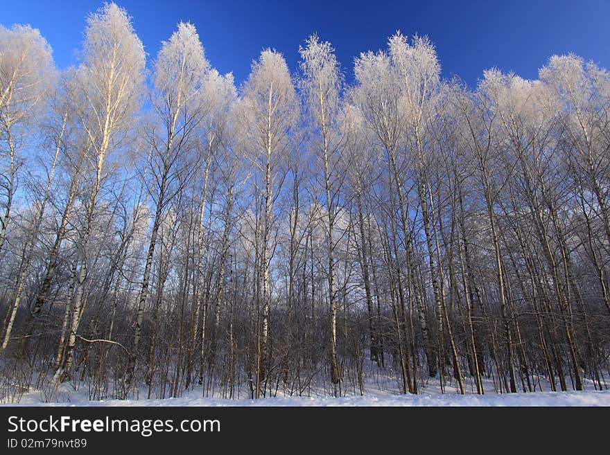 Forestry silver.