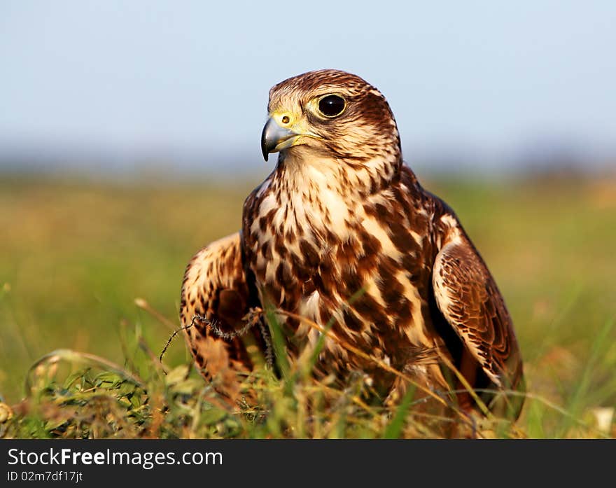 Falco cherrug in sunset lights