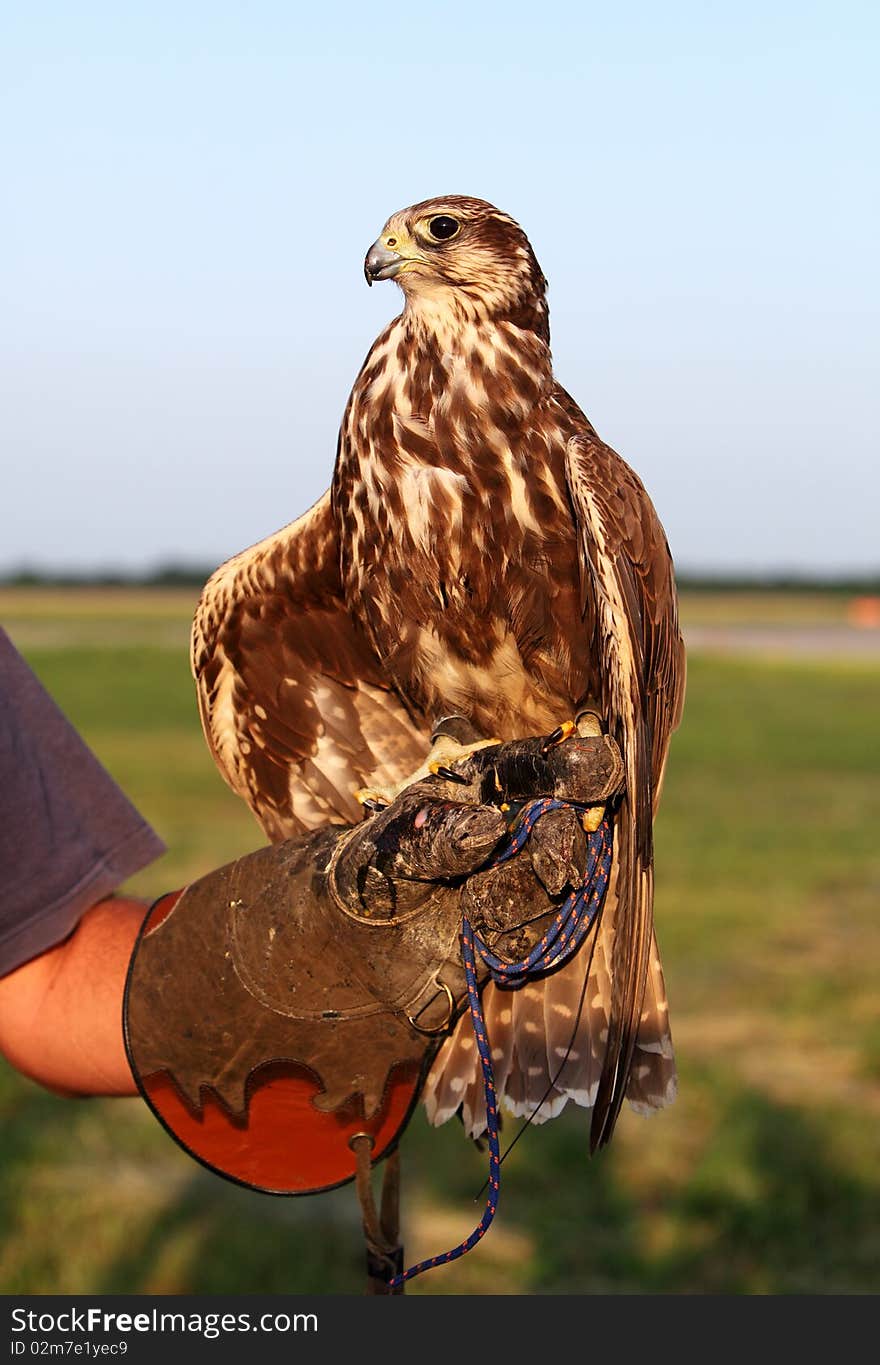 Falconer with Falcon on hand