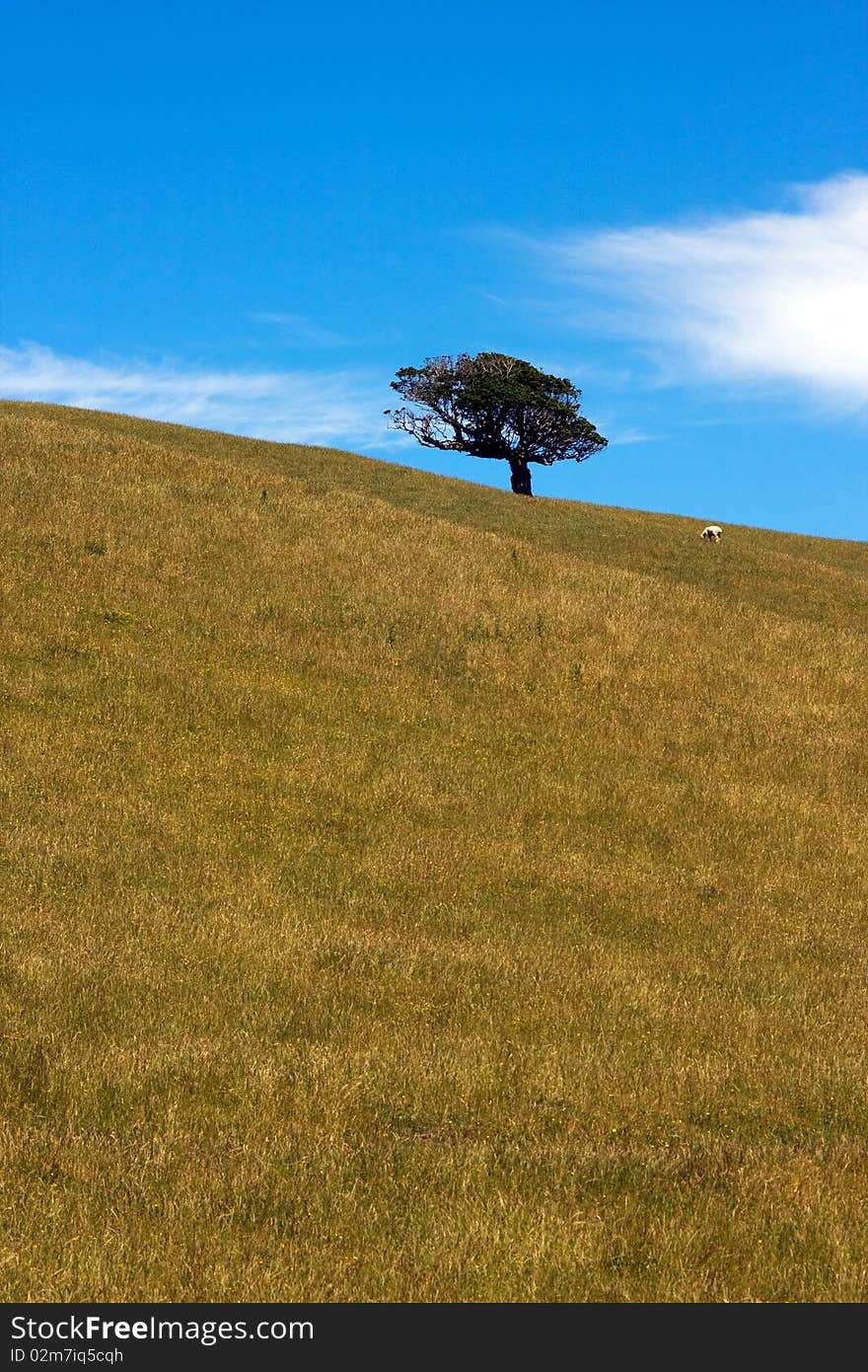 Tree and Sheep on top of the hill. Tree and Sheep on top of the hill