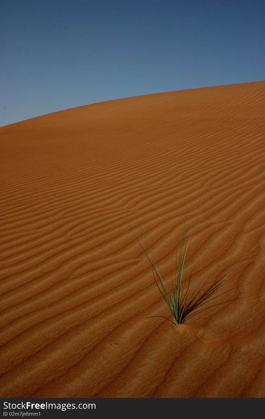 The desert Wahiba sands in Oman, arabian peninsula