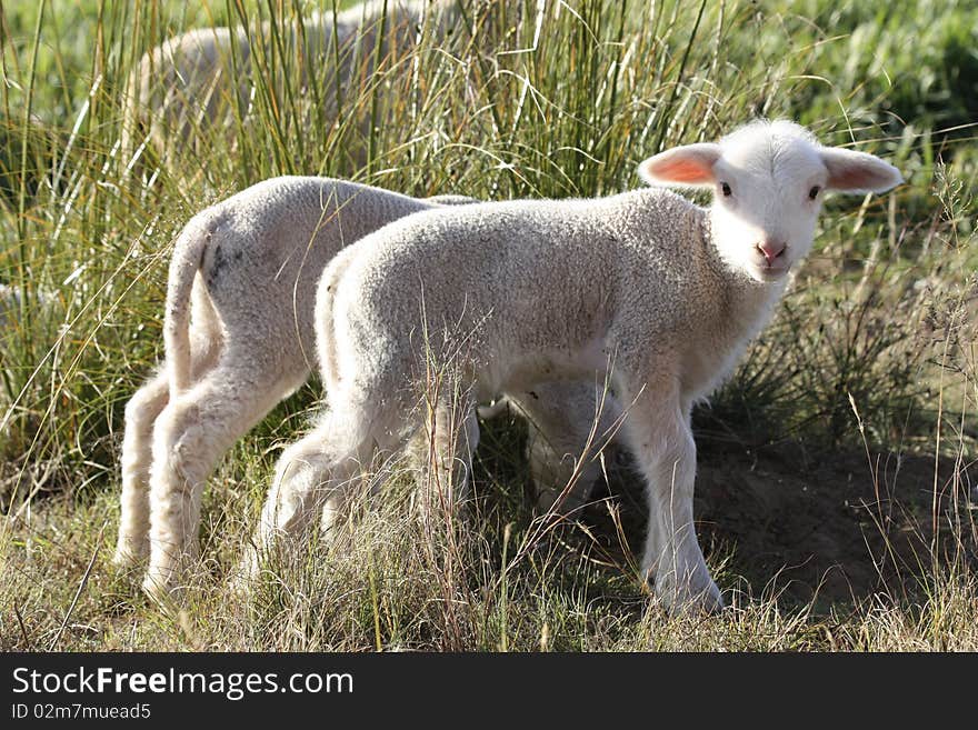 Lamb