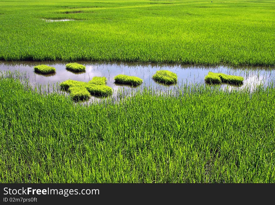 A large green paddy field on sunny day.