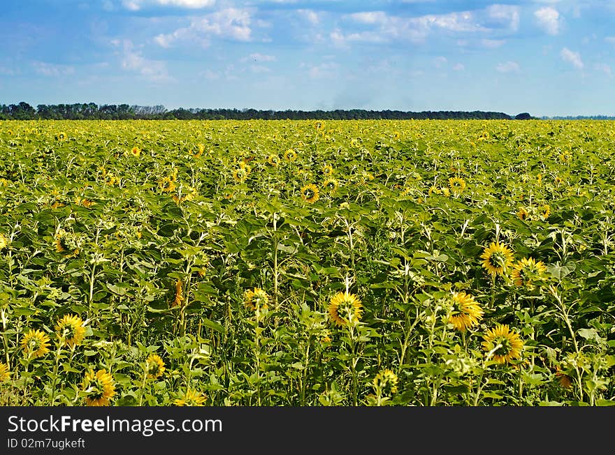 Field Of Sunflowers