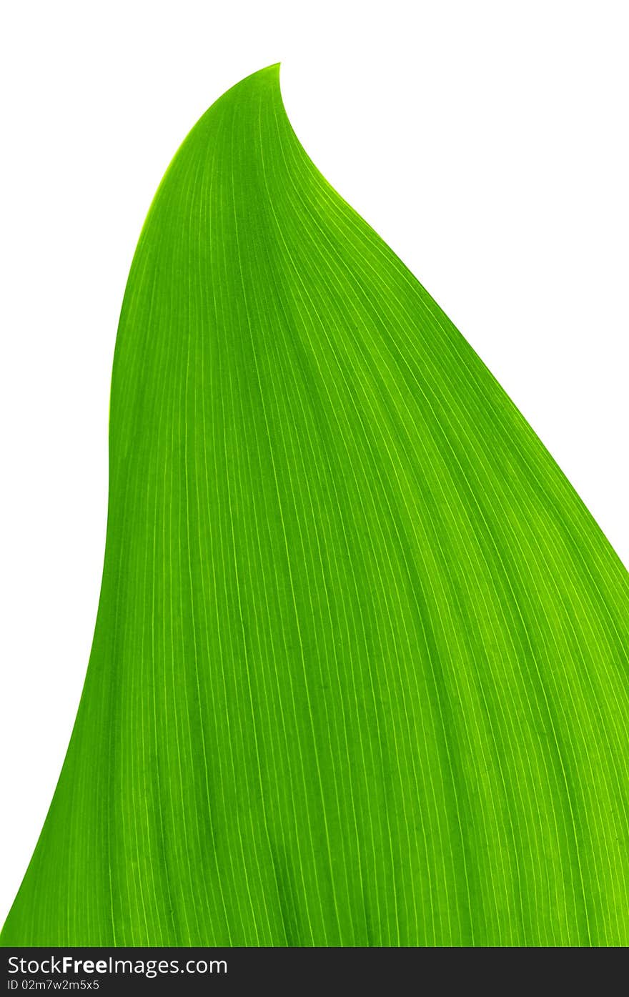 Green leaf