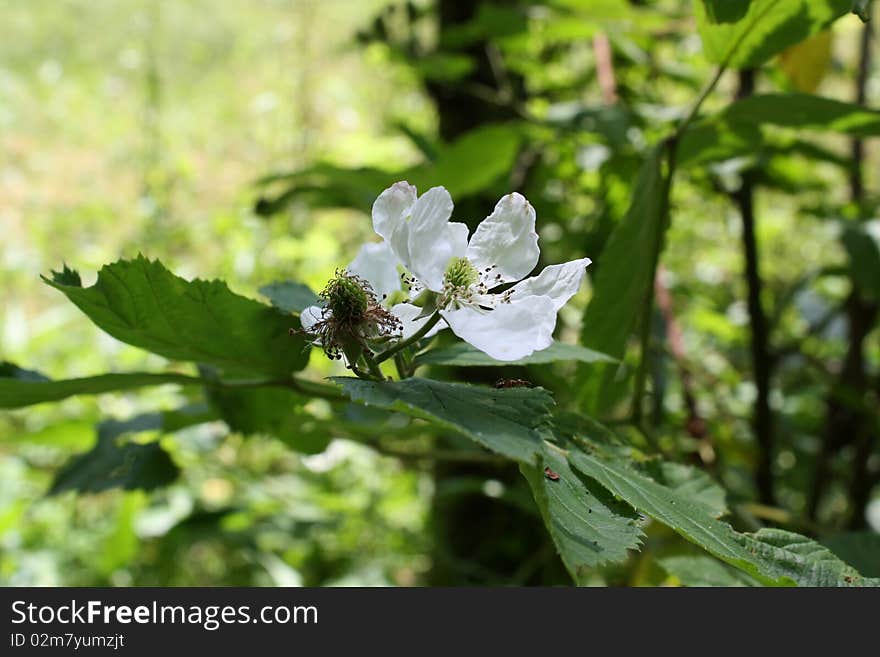 Black berry bloom