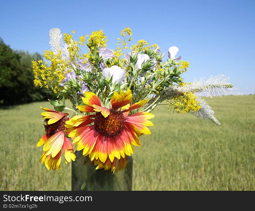 Beautiful Flowers