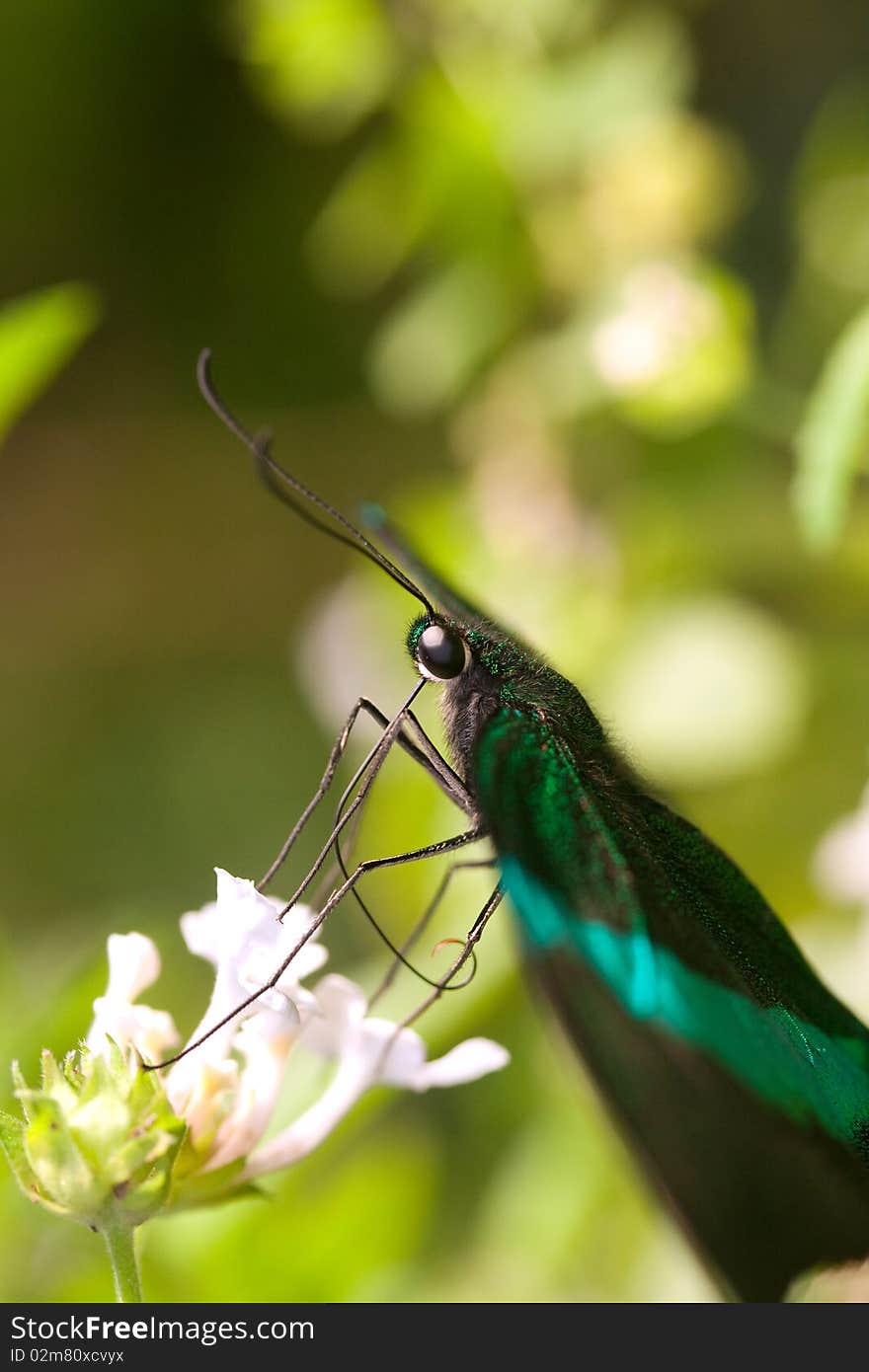 Butterfly feeding