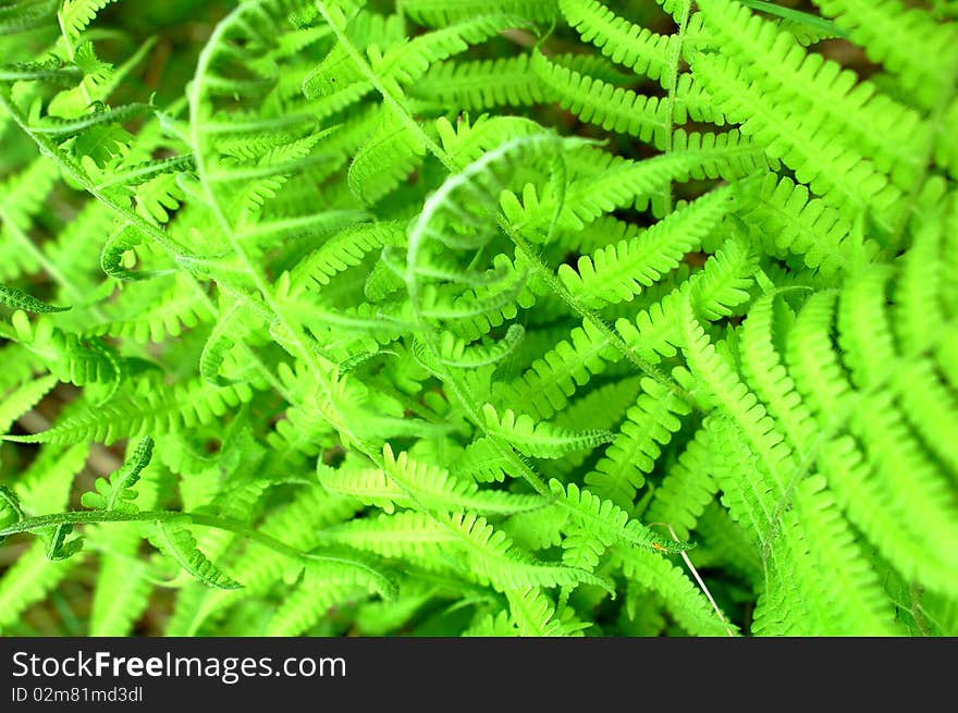 Fern