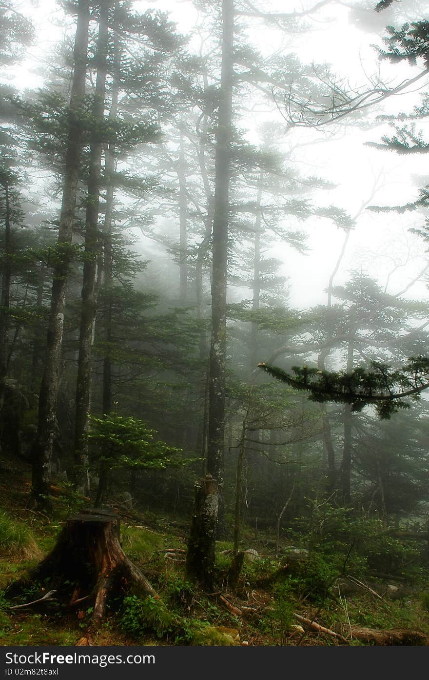 Scenery of misty woods in the mountains