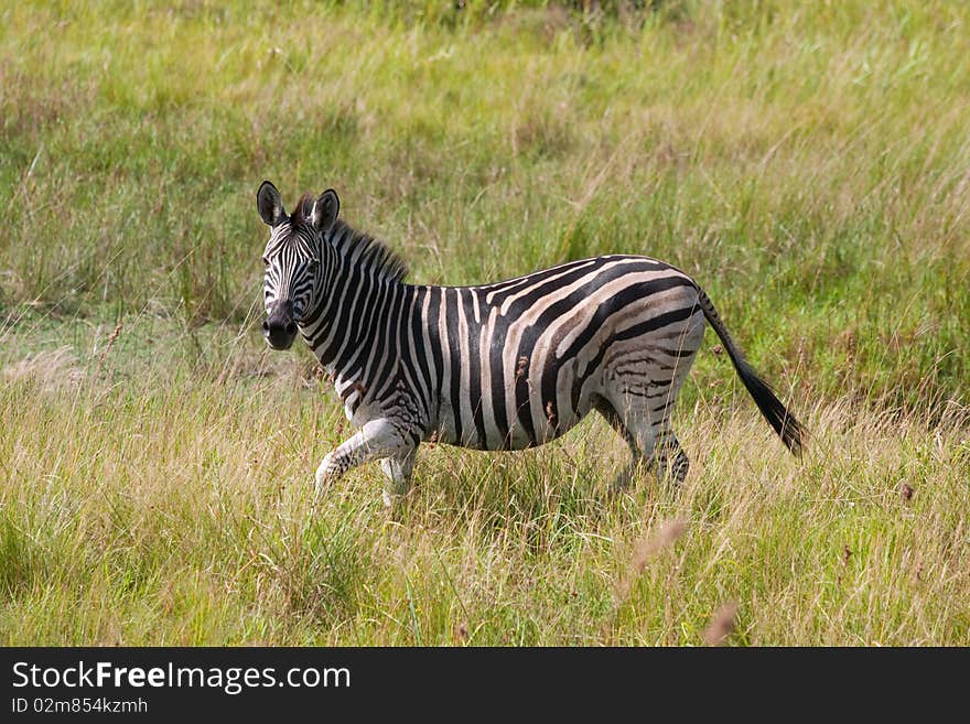 Zebra in green grass in South Africa. Zebra in green grass in South Africa