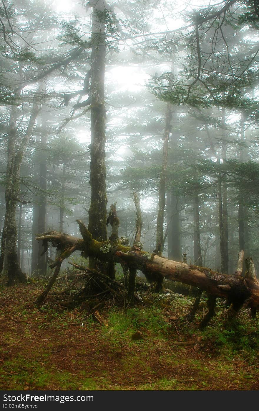 Scenery of misty woods in the mountains