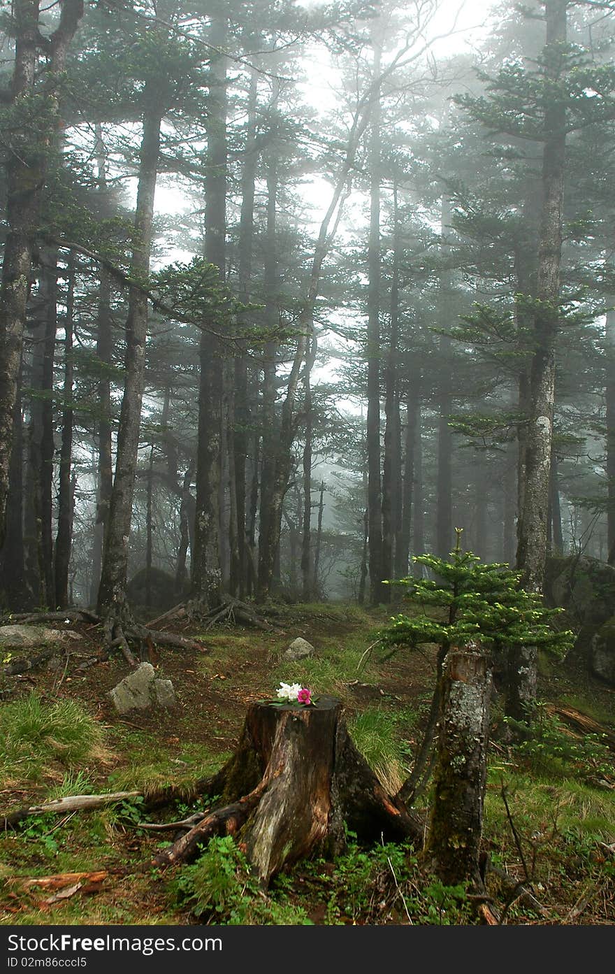 Scenery of misty woods in the mountains