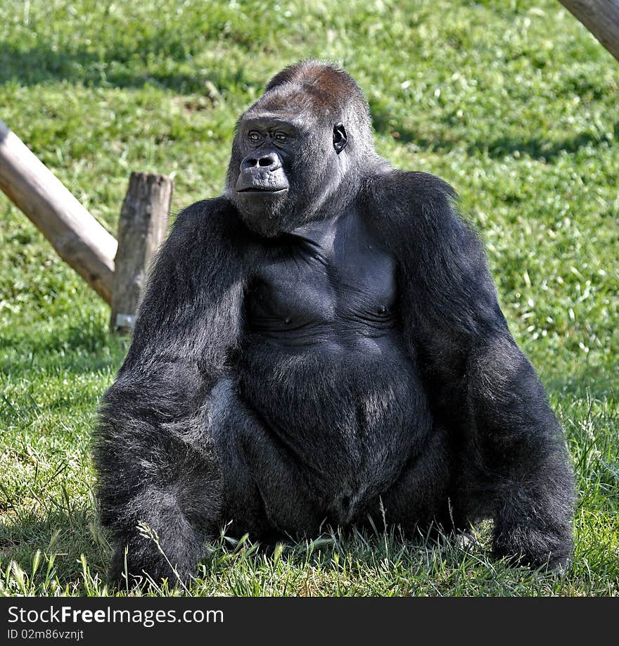 Gorilla