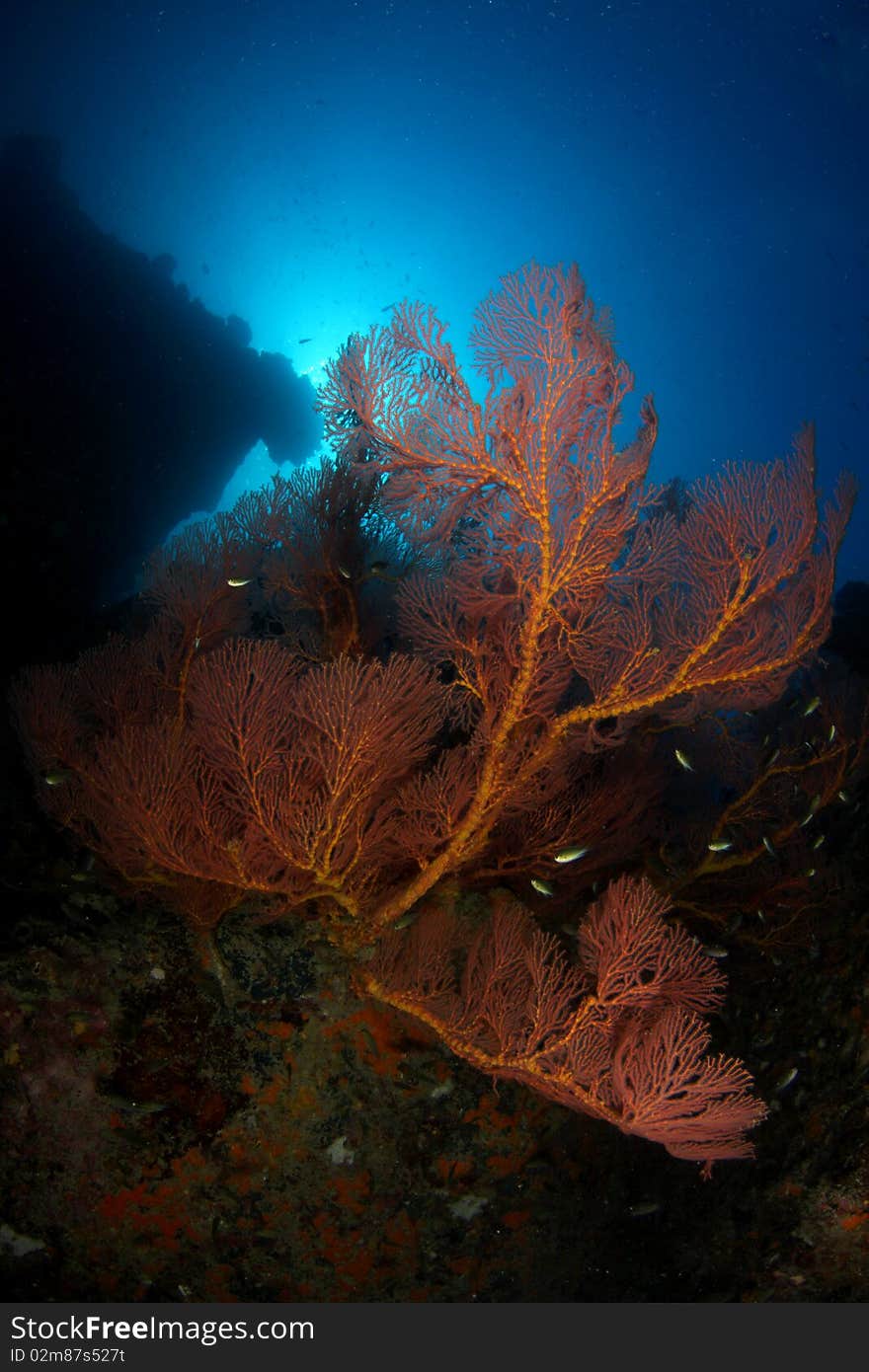 Giant seafan with fish isolated with blue.