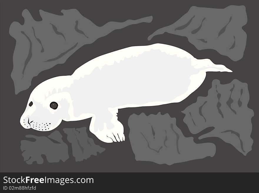 Illustration of a grey seal pup on rocks in black and white and shades of grey.