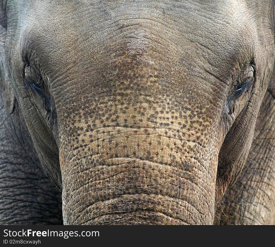 A close up of an elephants face