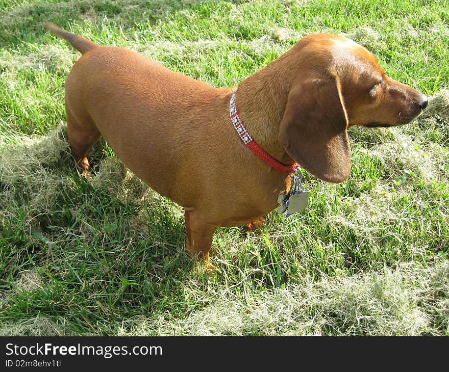 A miniature dachshund which is a short legged long dog with a zest for playing.  They are an active dog and need attention.  They love walks and chasing balls and playing. A miniature dachshund which is a short legged long dog with a zest for playing.  They are an active dog and need attention.  They love walks and chasing balls and playing.