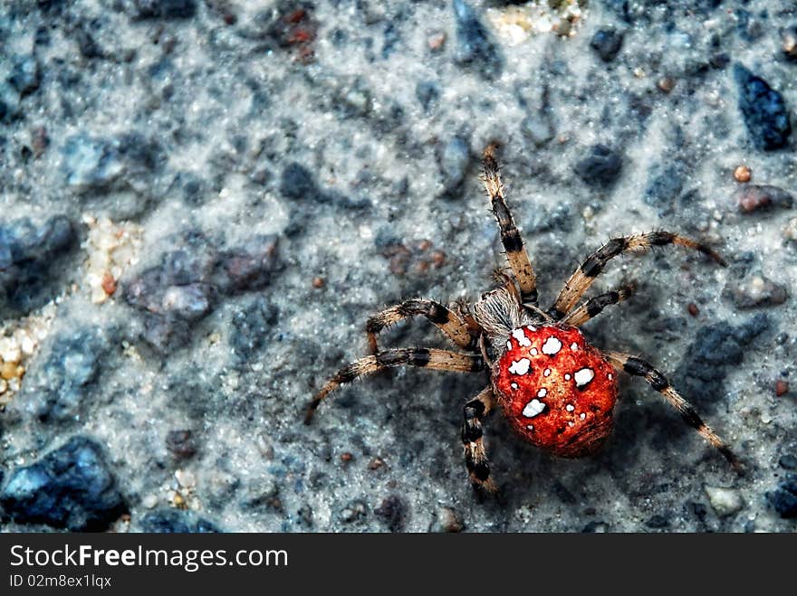 Big Spider On A Stone.