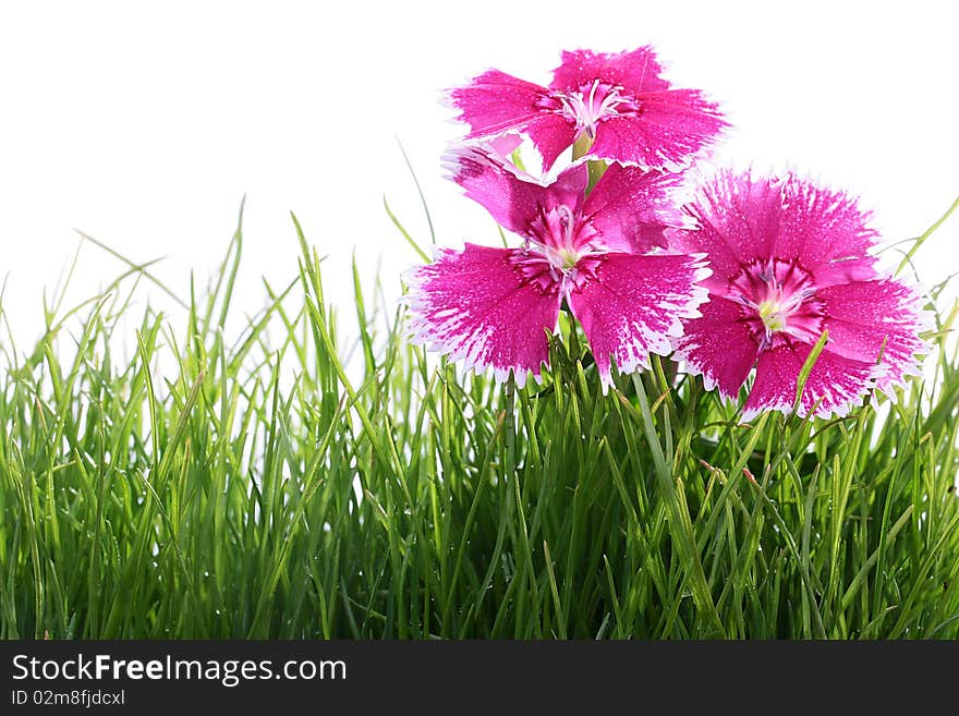 Garden carnation of pink colour in a high grass. Garden carnation of pink colour in a high grass.