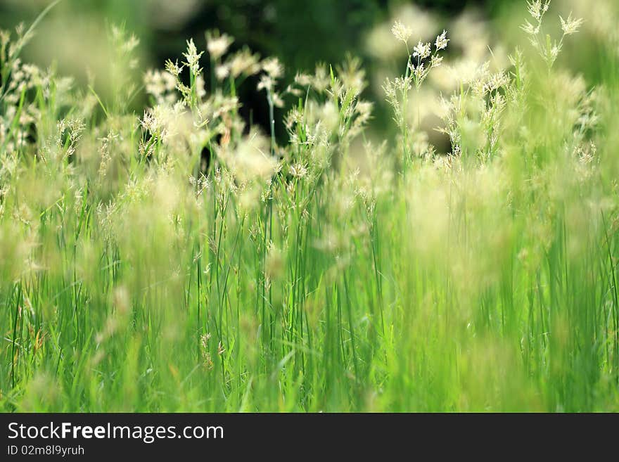 Morning grass in the park 2. Morning grass in the park 2