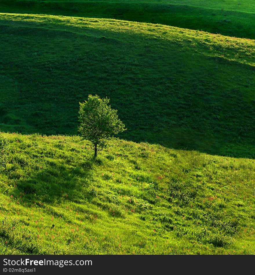 Green meadow and the tree